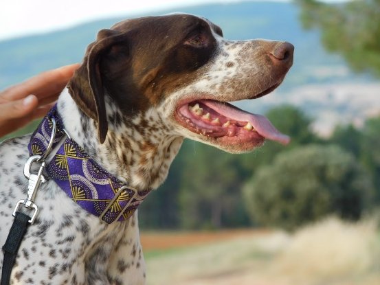 Adopter Azor