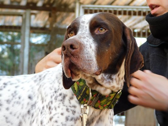 Adoption Azor