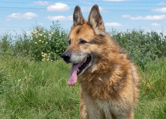 Adopter Baco