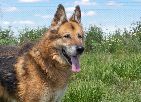 Adoption Baco