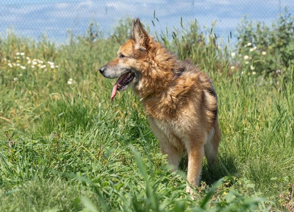 Adoption Baco