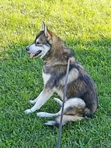 Adopter Balto