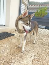 Adopter Balto