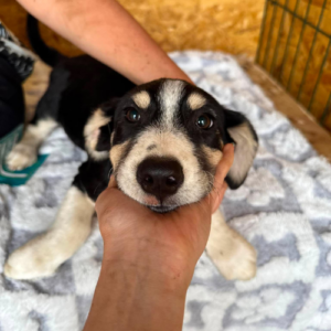Adopter Balto