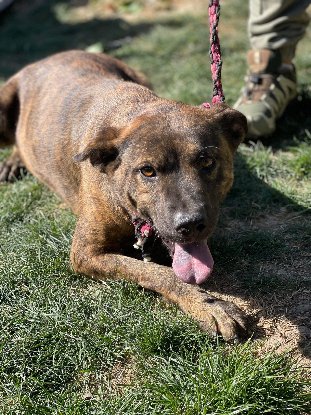 Adopter Bambino