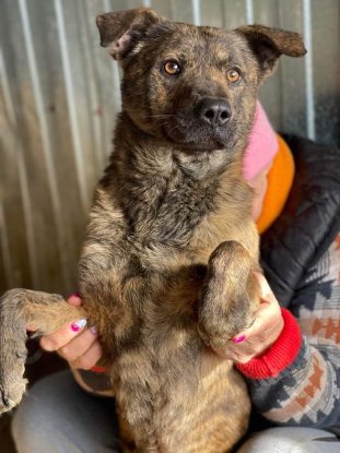 Adopter Bambino