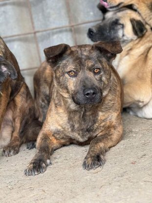 Adoption Bambino