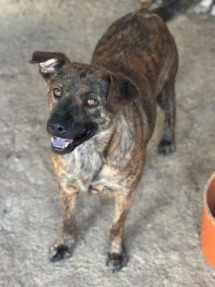 Adoption Bambino