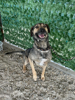 Adoption Bandit