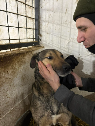 Adoption Bandit