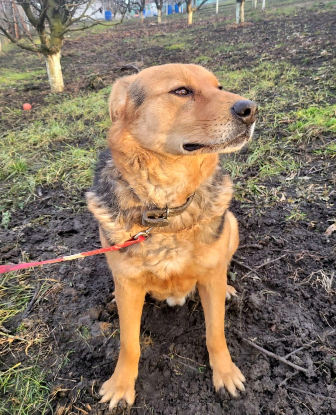 Adopter Bandy