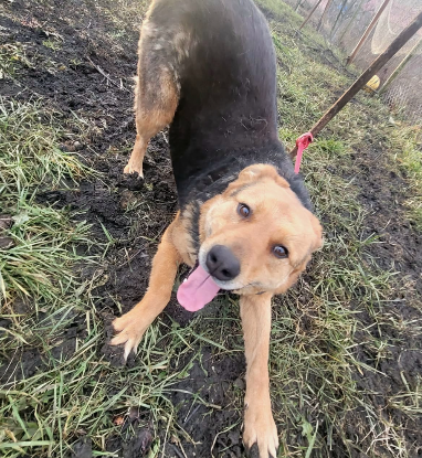 Adopter Bandy