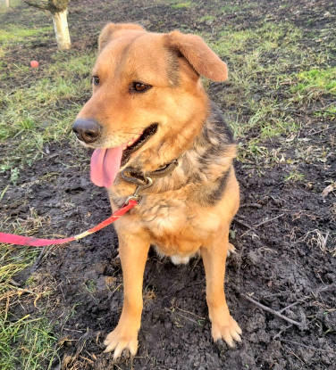 Adoption Bandy