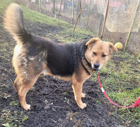 Adoption Bandy