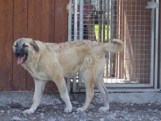 Adopter Barbes