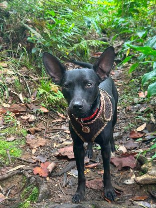 Adopter Batman
