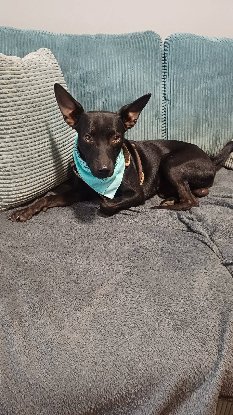 Adopter Batman