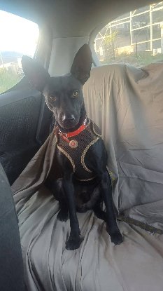 Adoption Batman