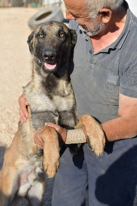 Adopter Batman