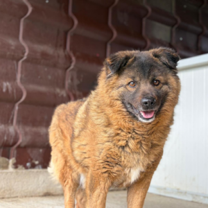 Adopter Bear