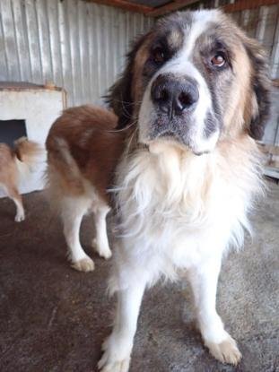 Adopter Beethoven
