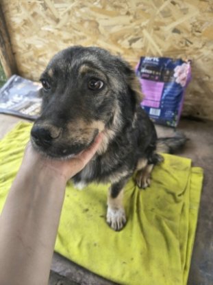Adopter Benji