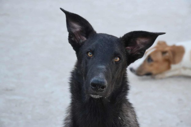 Adopter Benny