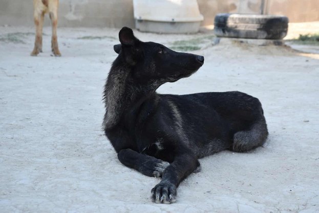 Adopter Benny