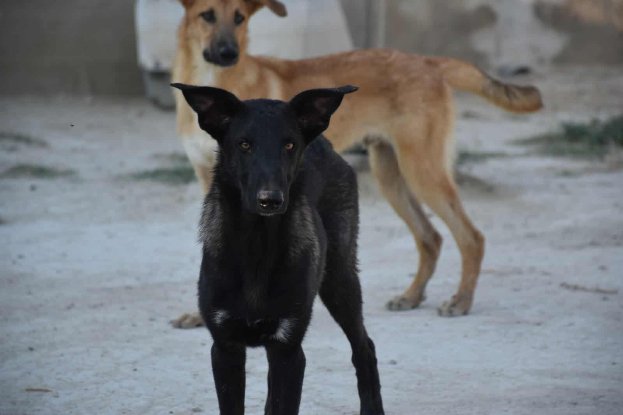 Adopter Benny