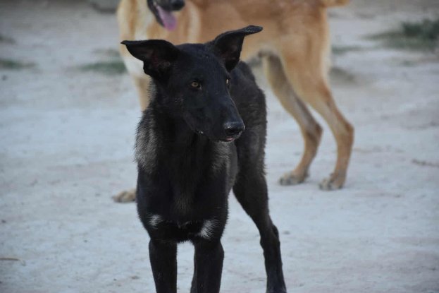Adoption Benny
