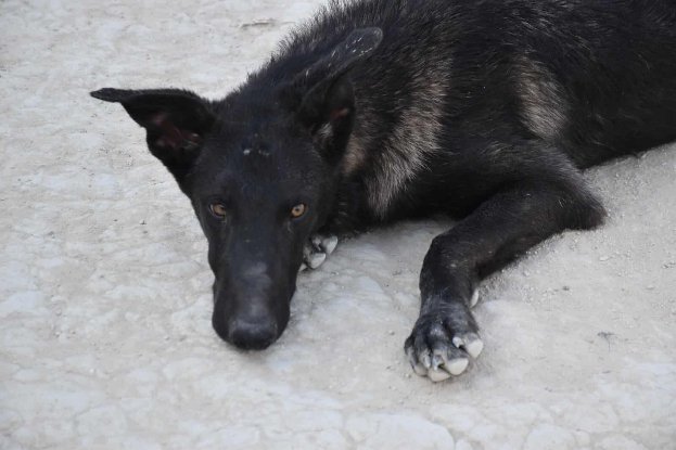 Adoption Benny