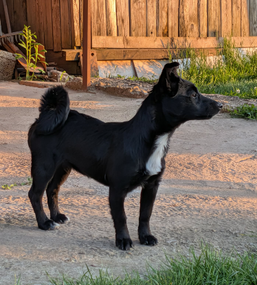 Adopter Berry