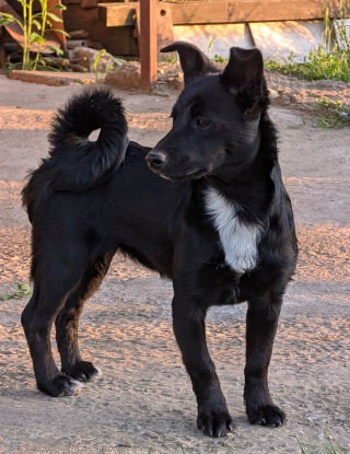 Adopter Berry
