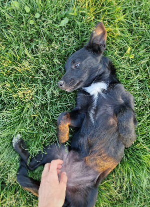 Adoption Berry