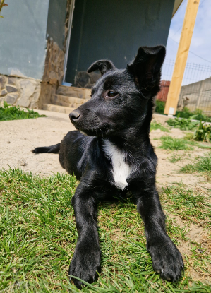 Adoption Berry
