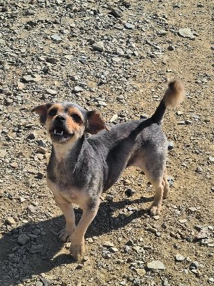 Adopter Betah