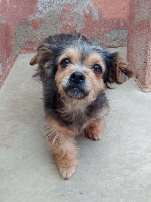 Adoption Betah