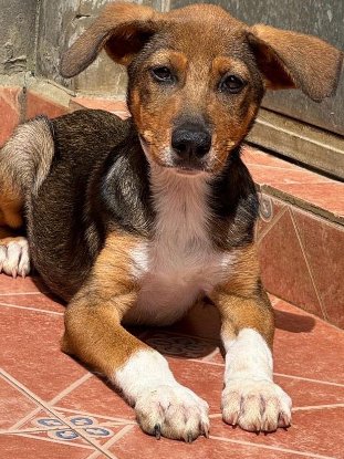 Adopter Betsy