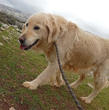 Adopter Biba