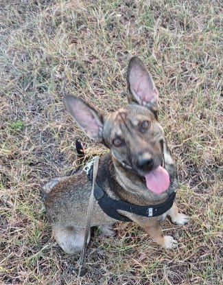 Adopter Bibop