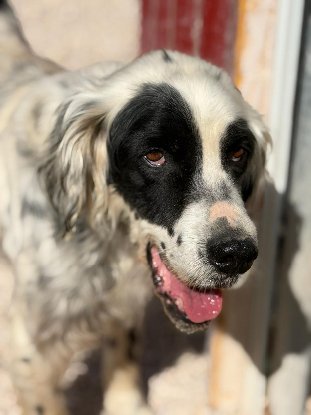 Adopter Bili