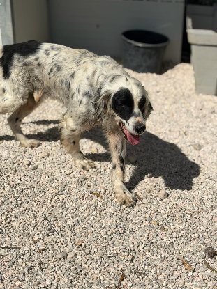 Adopter Bili