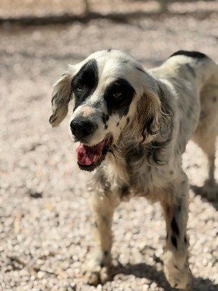 Adoption Bili