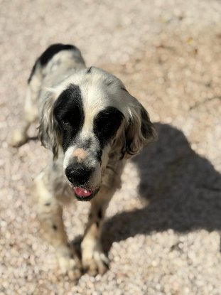 Adoption Bili