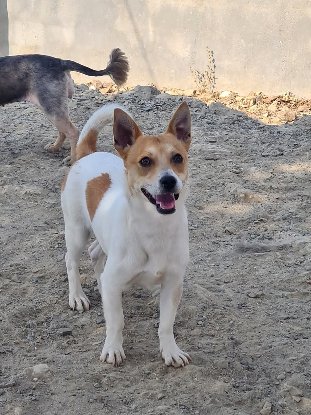 Adopter Billy