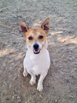 Adopter Billy