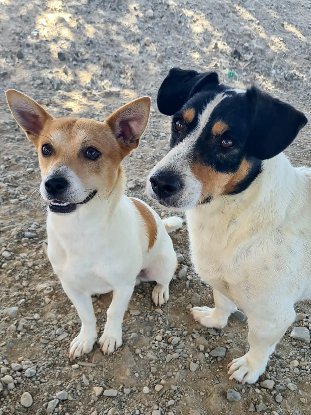 Adoption Billy