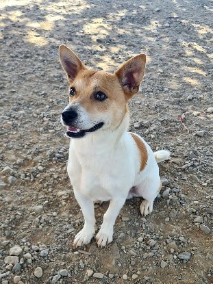 Adoption Billy