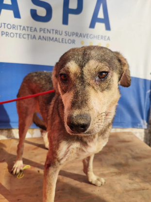 Adopter Biscotte