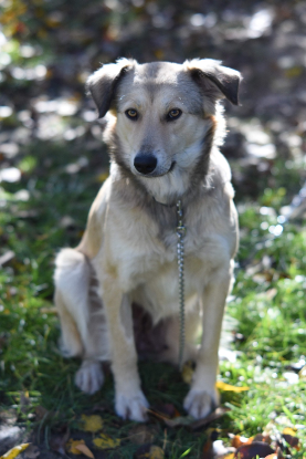 Adopter Blanca